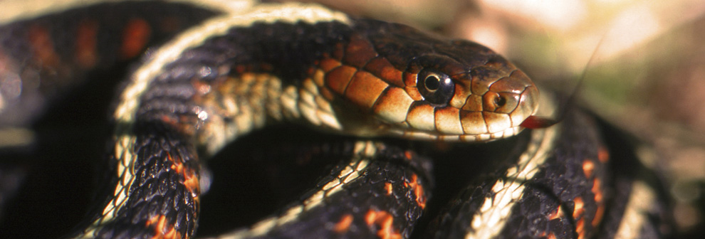 Orange Snake Service - Licensed Snake Catcher