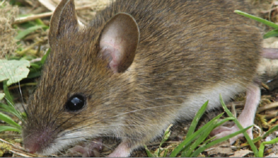 Are You Laying Out a Welcome Mat for Rats? | Urban Wildlife Control